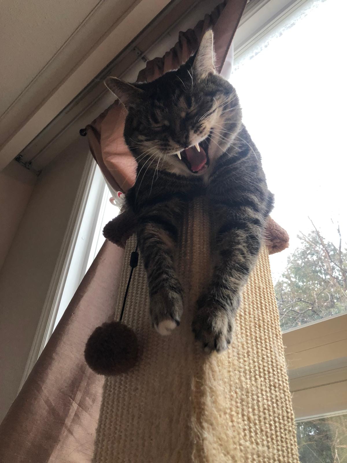 Cat House — 3